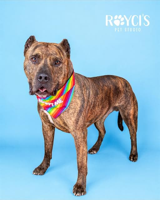 Mako - Pit Bull Terrier