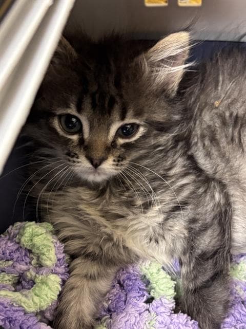Moppy - Domestic Short Hair