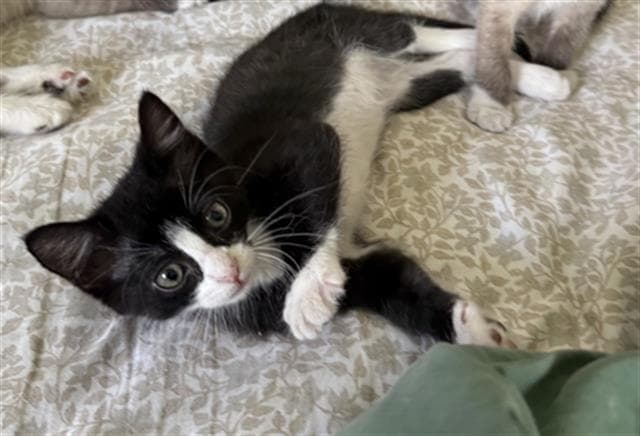 Unknown - Domestic Short Hair