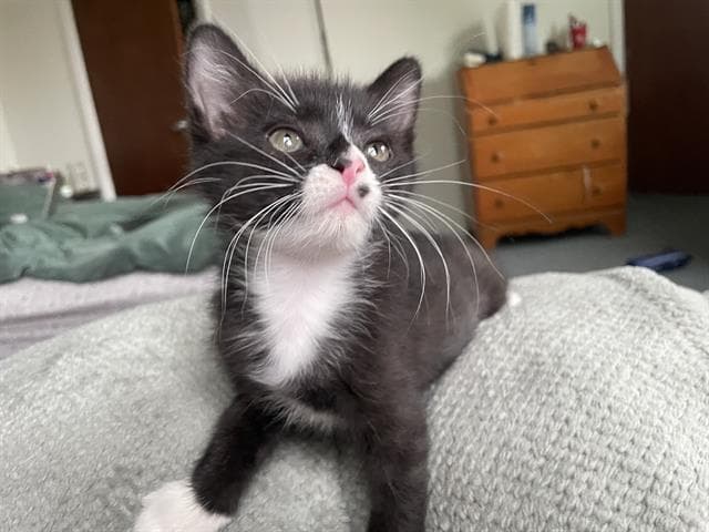 Unknown - Domestic Short Hair