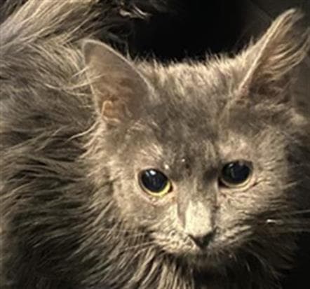 Unknown - Domestic Long Hair