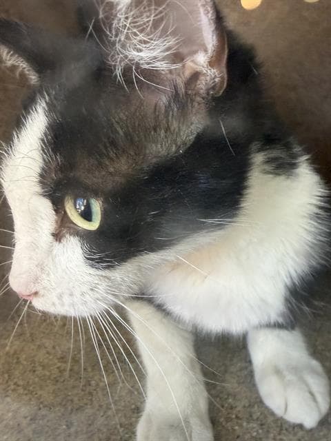 Unknown - Domestic Short Hair