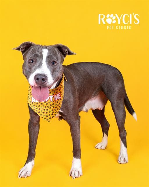 Unknown - Pit Bull Terrier