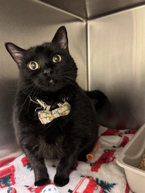 Sophia Marie - Domestic Short Hair