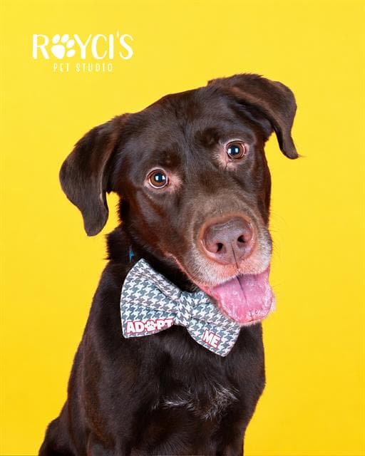 Turkey - Labrador Retriever