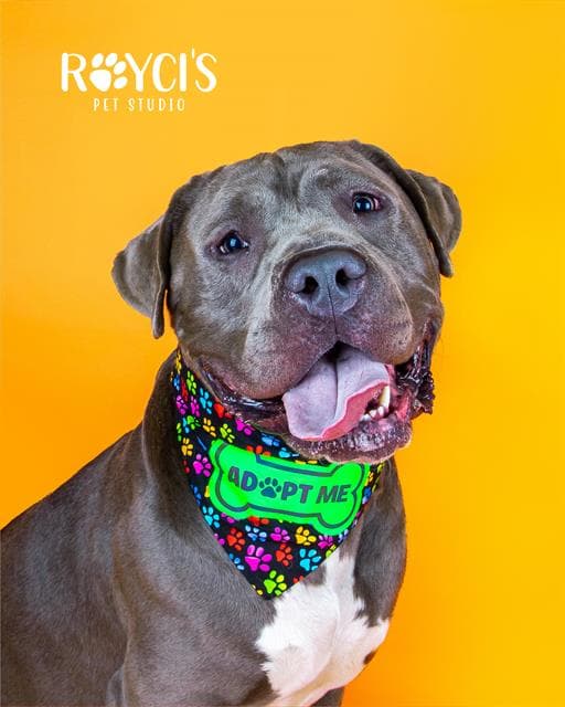Ghost - Pit Bull Terrier
