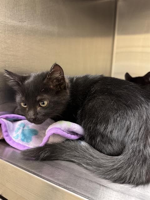 Unknown - Domestic Short Hair