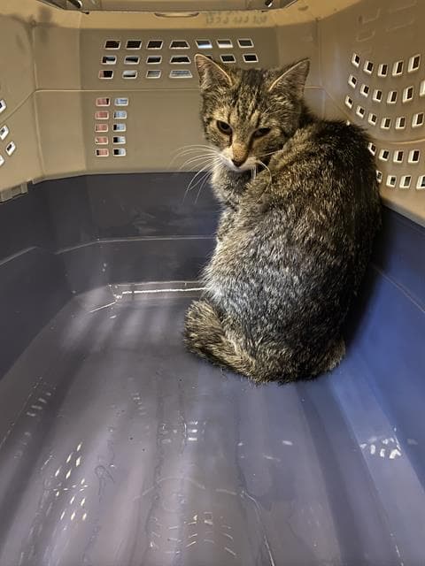 Unknown - Domestic Short Hair