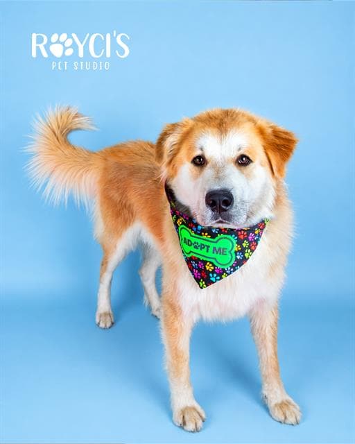 Kenai - Golden Retriever
