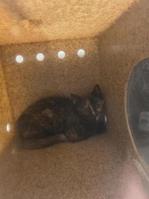 Unknown - Domestic Short Hair