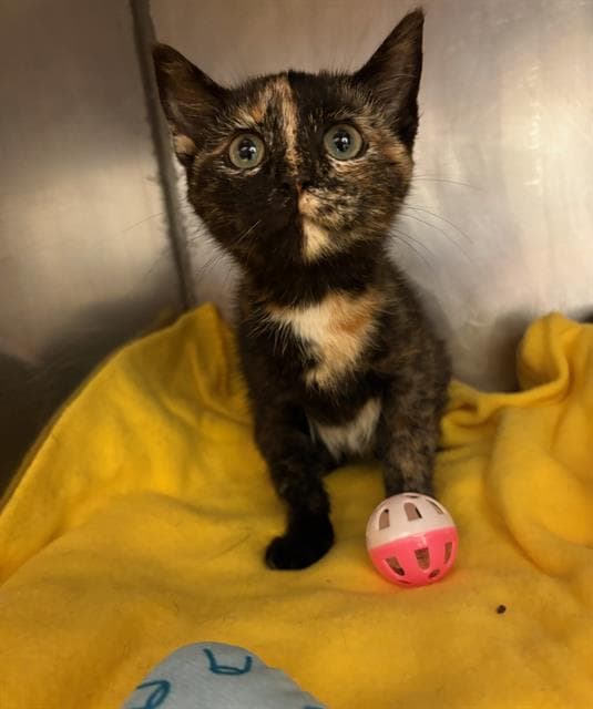 Unknown - Domestic Short Hair