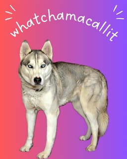 Whatchamacallit image 1