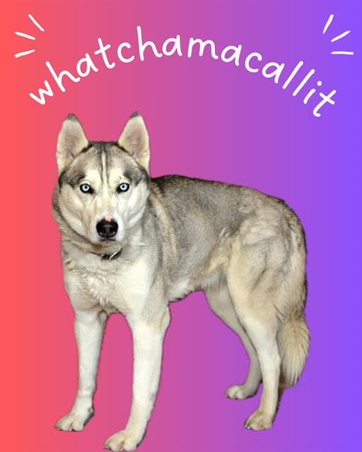 Whatchamacallit - Siberian Husky