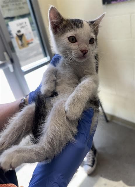 Hippo - Domestic Short Hair