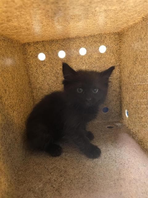 Unknown - Domestic Short Hair