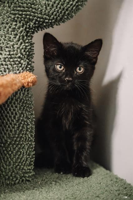 Genie - Domestic Short Hair