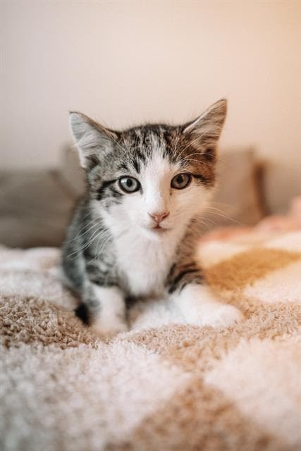 Abu - Domestic Short Hair