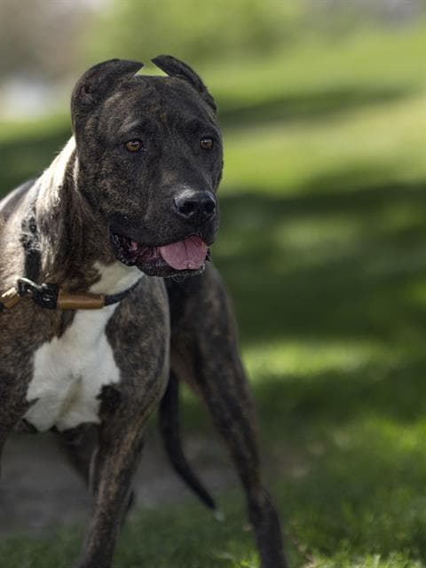 Kira - Pit Bull Terrier