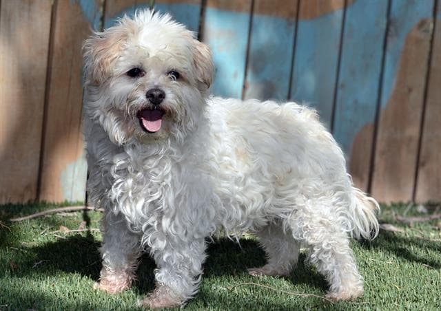 Jelly Bean - Poodle (Miniature)
