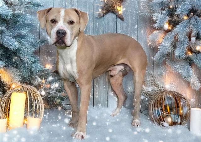 Mowgli - Pit Bull Terrier