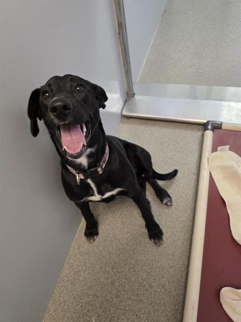 Trouble - Labrador Retriever