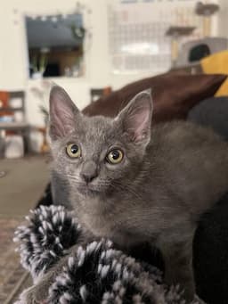 Milo image 1