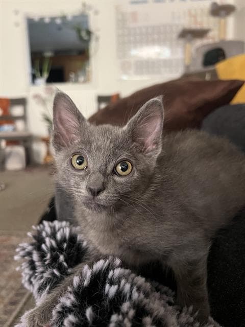 Milo - Domestic Short Hair