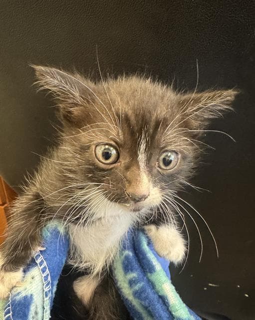 Riddle - Domestic Short Hair
