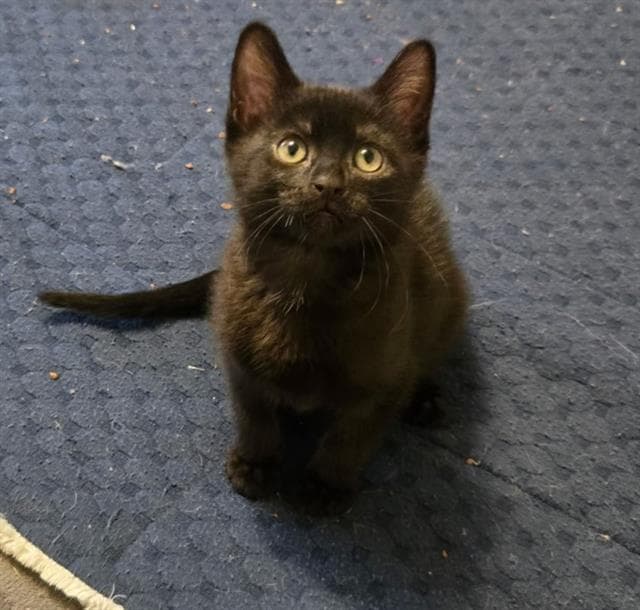 Alannah Myles - Domestic Short Hair