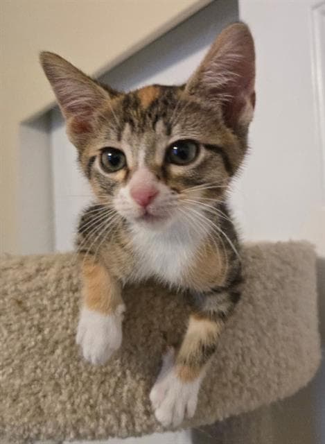 Joan Jett - Domestic Short Hair