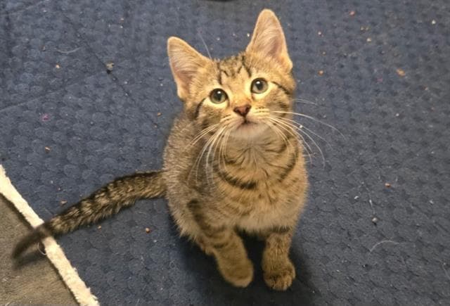 Bon Jovi - Domestic Short Hair