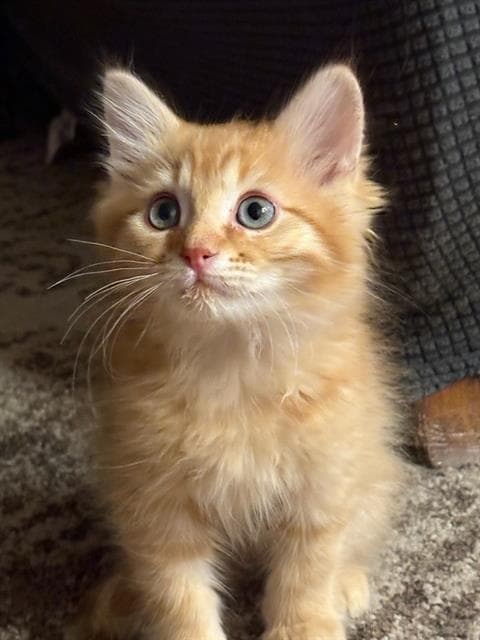 Unknown - Domestic Short Hair