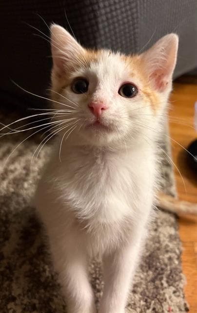 Unknown - Domestic Short Hair