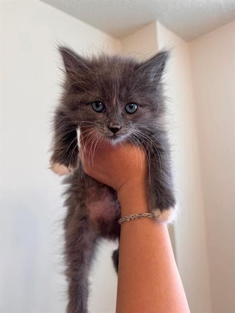 Nova - Domestic Long Hair