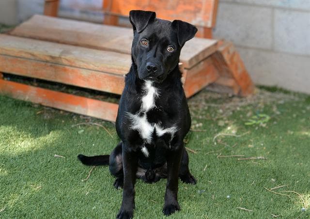 Speghetti-O - Pit Bull Terrier
