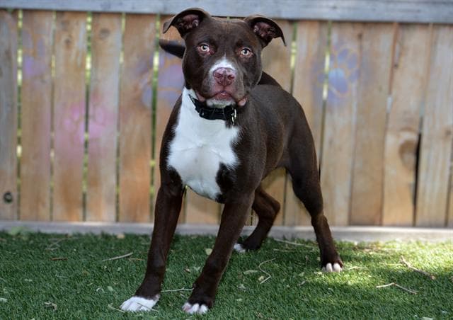 Unknown - Pit Bull Terrier