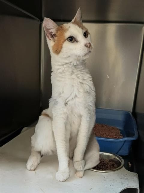Dominic - Domestic Short Hair