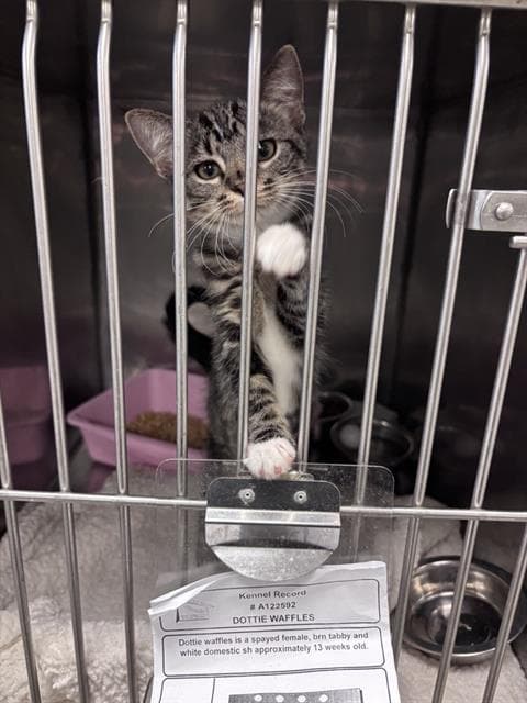 Dottie Waffles - Domestic Short Hair