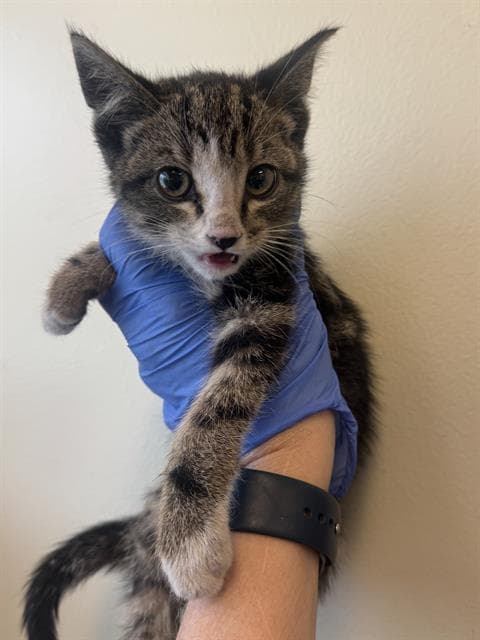 Lord Of Dust Bunnies - Domestic Short Hair