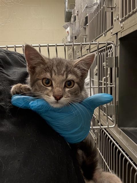 Mourning Dove - Domestic Short Hair