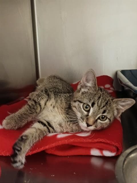 Noodle Dot - Domestic Short Hair