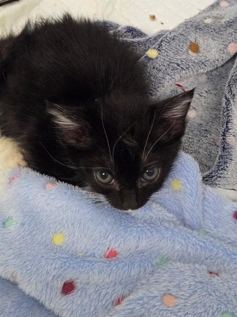 Taffy - Domestic Short Hair
