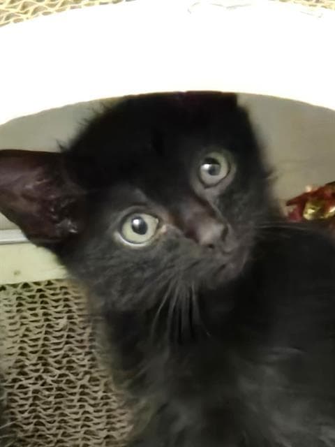 Snickers - Domestic Short Hair