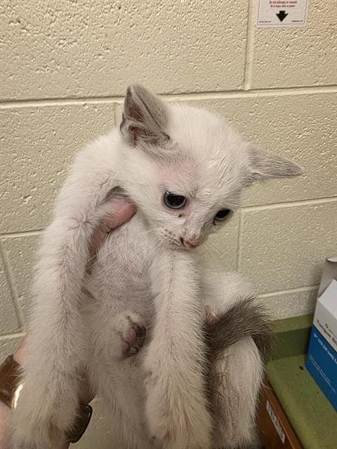 Lil Pudge - Siamese