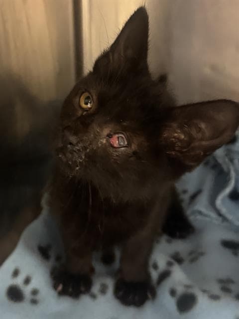 Slinky - Domestic Short Hair