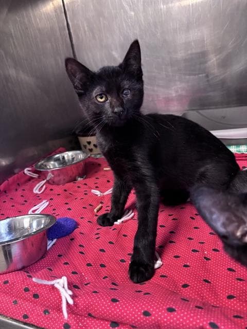 Slinky - Domestic Short Hair