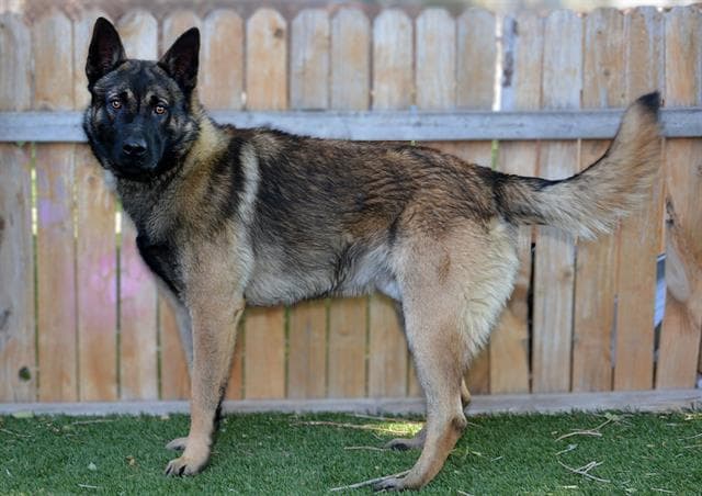 Trident - German Shepherd Dog
