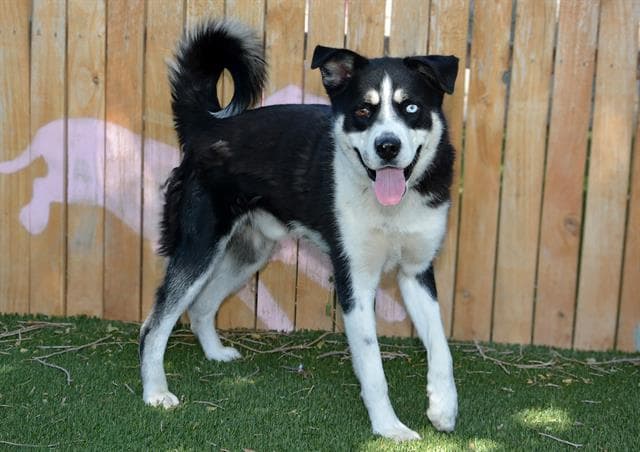 Craig - Siberian Husky