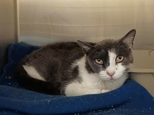 Unknown - Domestic Short Hair
