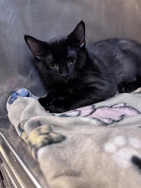Potbelly - Domestic Short Hair